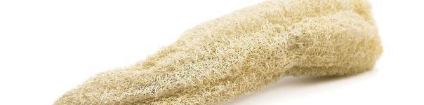 Loofah Sponge